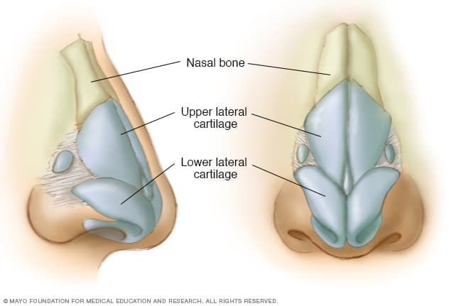 Doctors set to lead the way in knee joint repair with nasal cartilage therapy